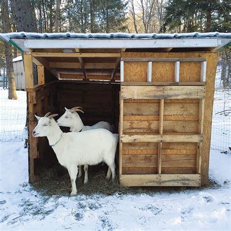 how to make a goat house with corregated metal|miniature goat shed ideas.